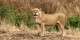 Tanzanie - 2010-09 - 197 - Serengeti - Lionne